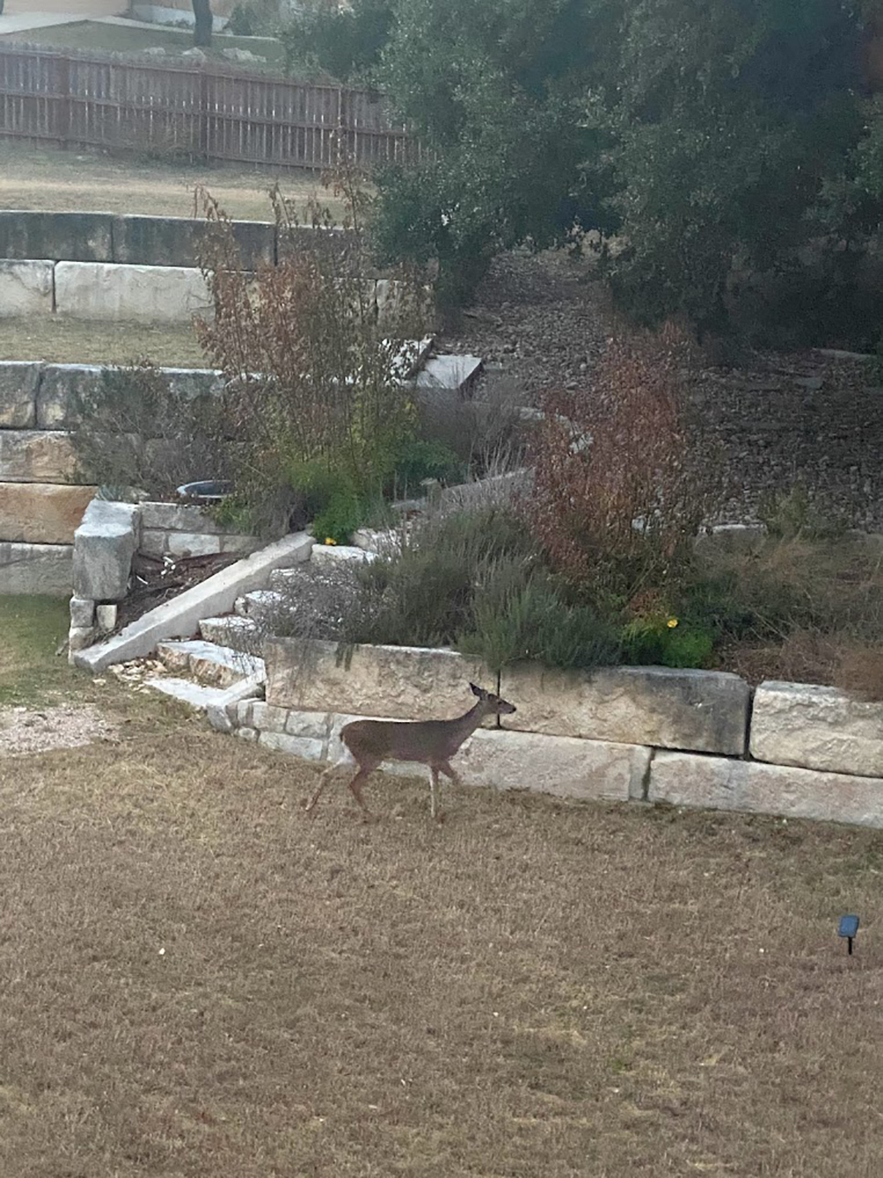 Deer in Simple Jones backyard for nightly feeding ritual